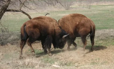 Two Young Bulls Playing