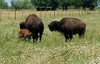 Calf checking out newer calf