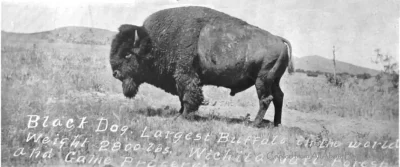 Black Dog Bison Bull