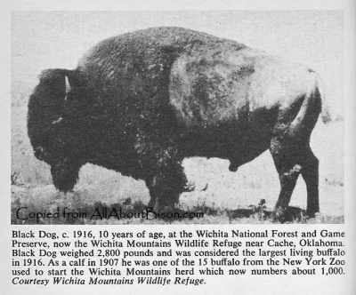 Bison Bull