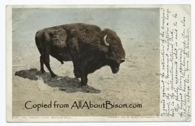 Largest Living Bison Bull