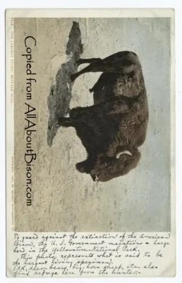 Largest living bison bull