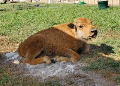 Most famous bison in Texas