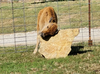 Most famous bison in Texas Rubbing Stone