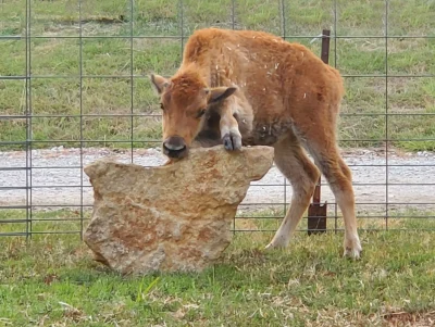 Rubbing Stone