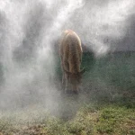 Water Misters