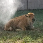 Misters