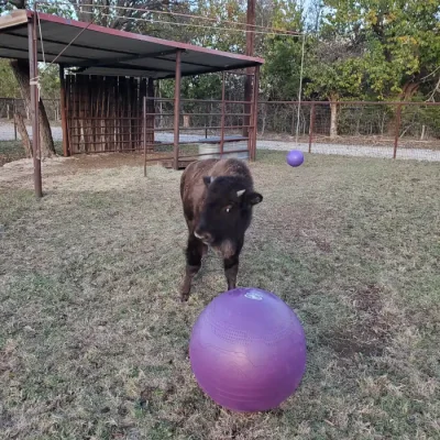 New play balls