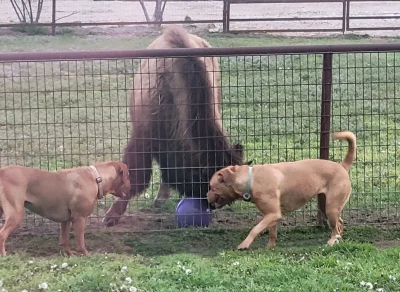 Wesley teasing dogs