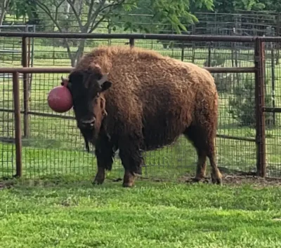 Ball hooked on his horn