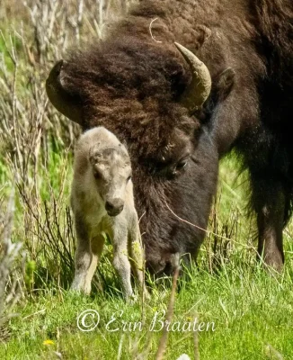 YNP June 5th calf born 