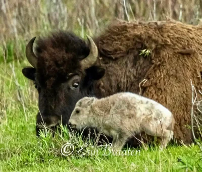 Yellowstone Nat'l Park white calf born June 5th 2024