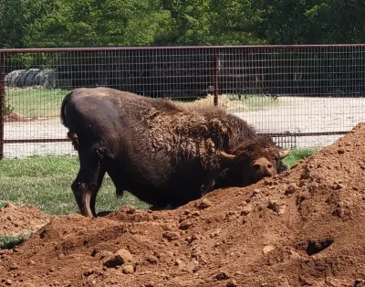 Dirt Pile
