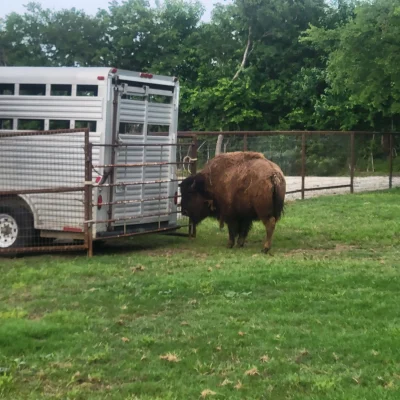 Wesley checking out the trailer