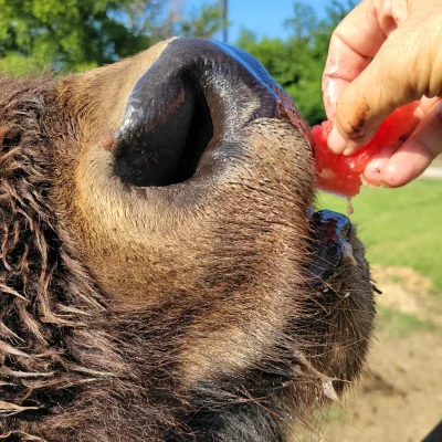 Watermelon Chunks