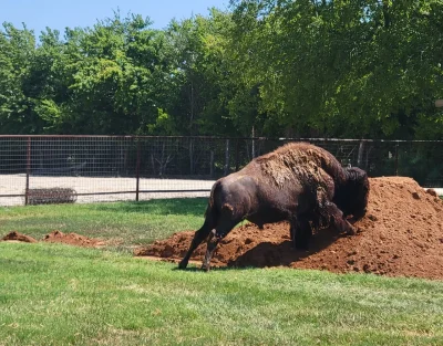 Dirt Pile
