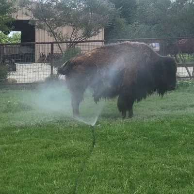 Sprinkler 2