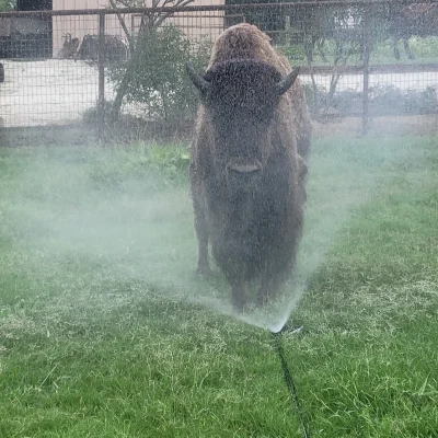 Sprinkler 3