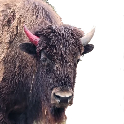 Young Bull lost horn cap