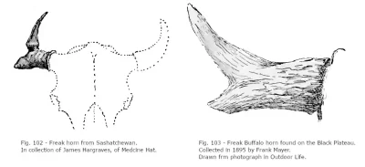 Freak Bison Horns