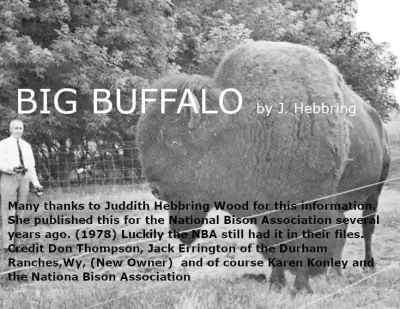 Bison Bull