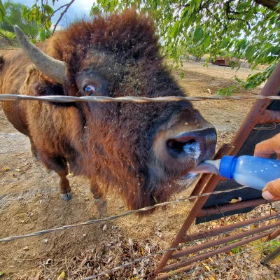No Name 2 yo Bull