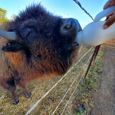 Bess Bottle