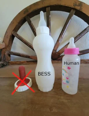 Calf starter bottle