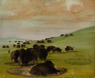 Buffalo Wallowing