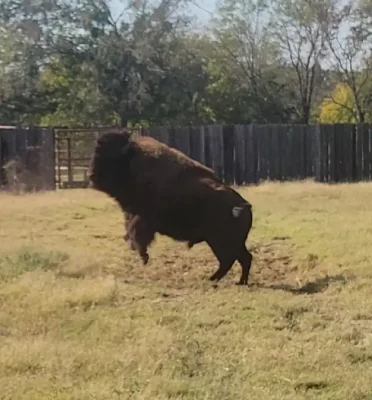 Wesley playing