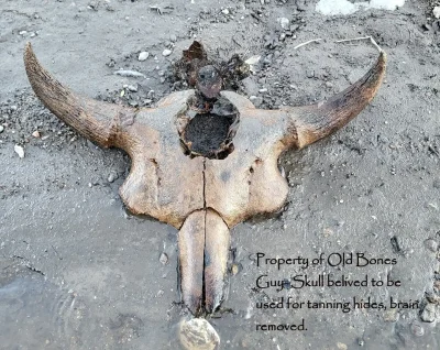 Old skull showing the brain removed for tanning