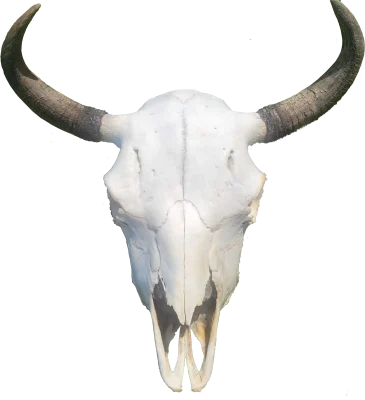 Cow 15 Years Old