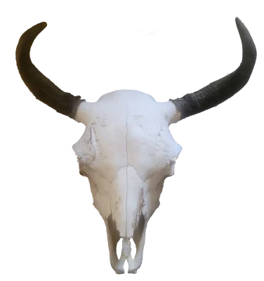 Cow Skull 21 Years Old