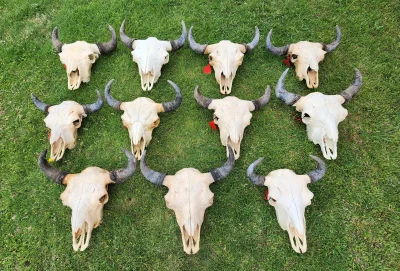 Bison Aging - Skulls