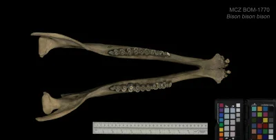 Museum of Comparative Zoology - Harvard