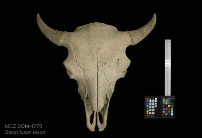 Museum of Comparative Zoology - Harvard