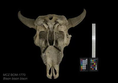 Museum of Comparative Zoology- Harvard
