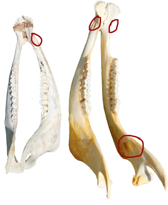 Bison Aging - Skulls