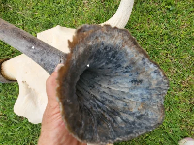 Bison Aging - Skulls