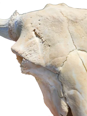 Bison Aging - Skulls
