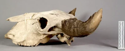 Old Bison Skull Smithsonian