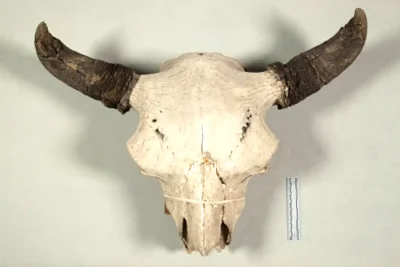 Old Bison Skull Smithsonian