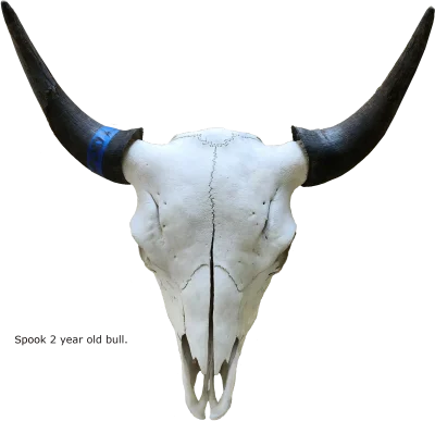 Spook- Two year old bull