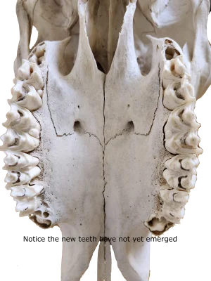 Bison Aging - Skulls