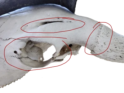 Bison Aging - Skulls