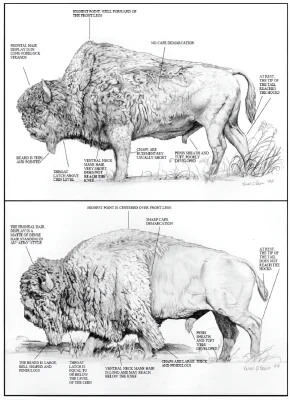 Wood Bison vs Plains Bison